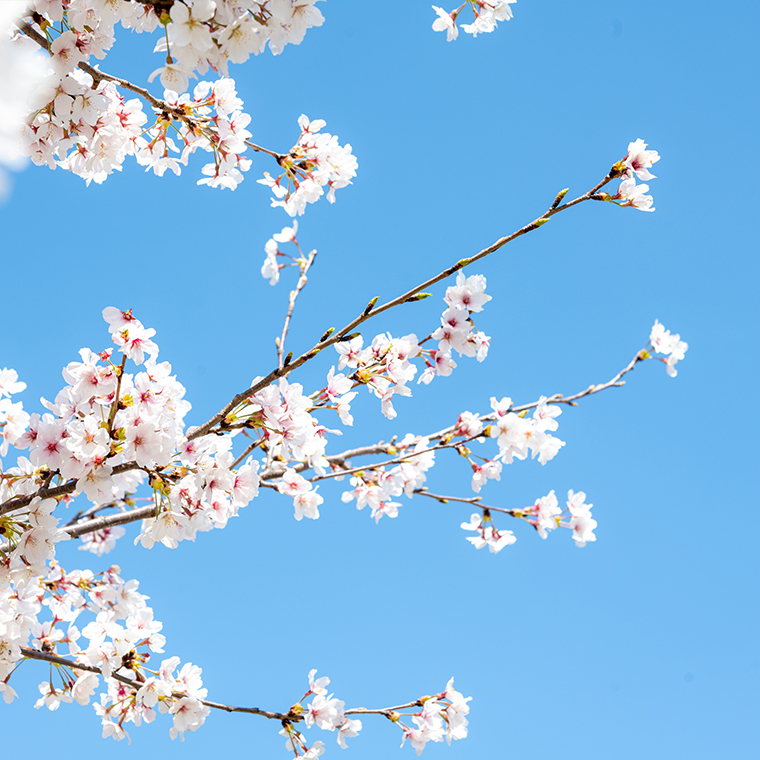 4月のイメージ画像